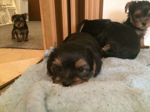 bellissimi cuccioli di yorkshire | Foto 6