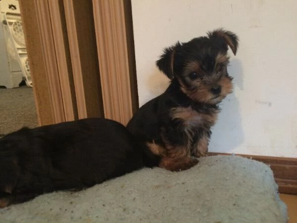 bellissimi cuccioli di yorkshire | Foto 4