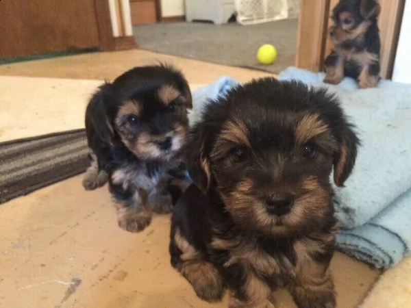 bellissimi cuccioli di yorkshire | Foto 2