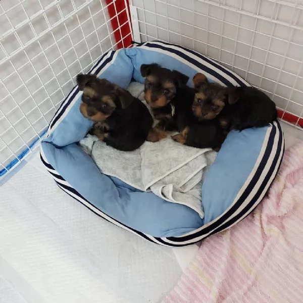 bellissimi cuccioli di yorkshire | Foto 1