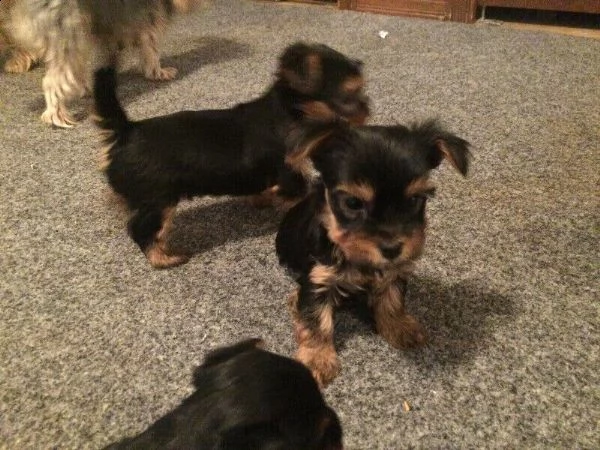 bellissimi cuccioli di yorkshire