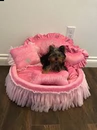 cuccioli di razza little teacup yorkie | Foto 0