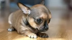 kruising chihuahua | Foto 0