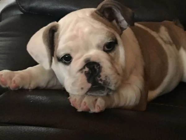 bulldog inglese | Foto 0