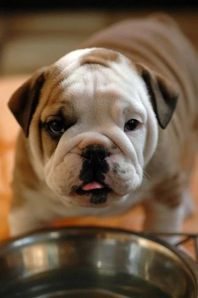 bulldog inglese