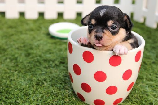 kruising chihuahua