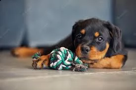 rottweiler | Foto 0