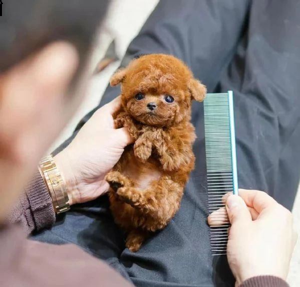 2regalo barboncino∆