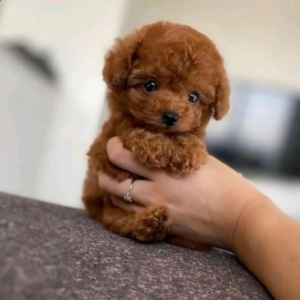 regalo maltese¶ | Foto 0