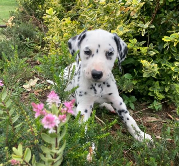 hermosos cachorros dálmatas, | Foto 1