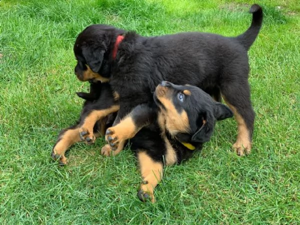 bellissimi cuccioli di rottweiler | Foto 1