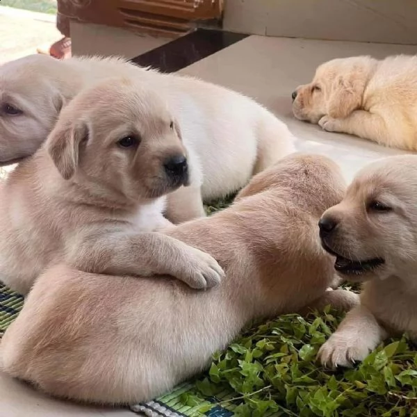 splendidi cuccioli di labrador | Foto 1