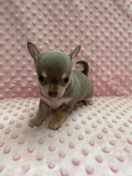 cuccioli di chihuahua con tazza da tè allevati in casa, | Foto 0