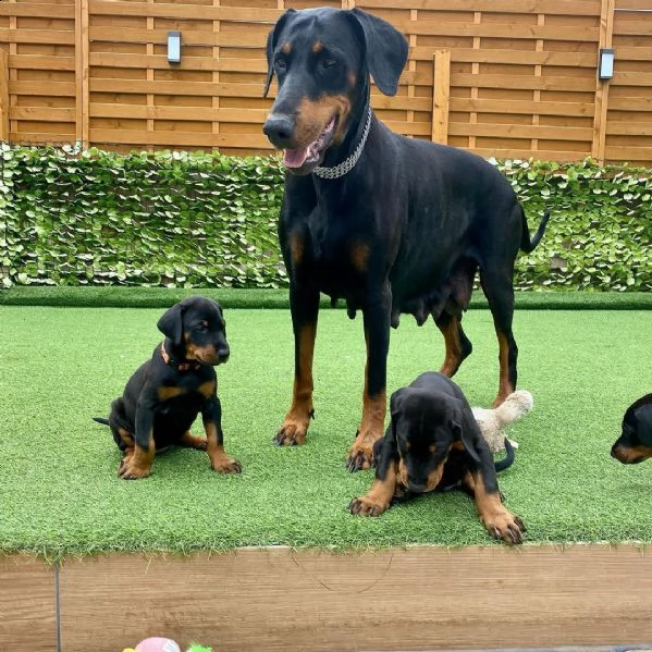 bellissimi cuccioli di doberman, | Foto 1