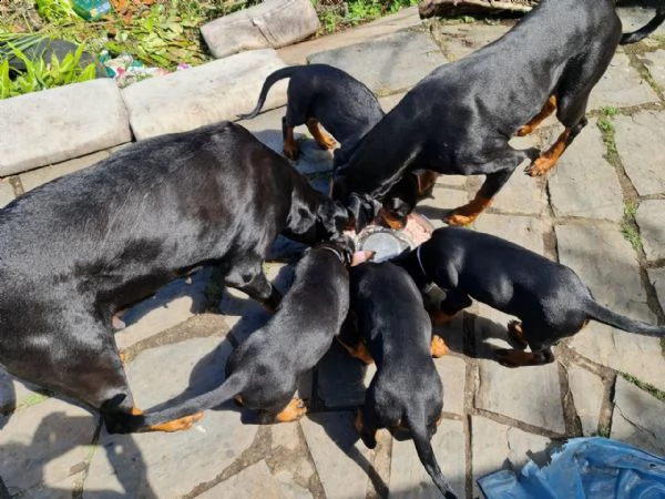 bellissimi cuccioli di doberman, | Foto 0