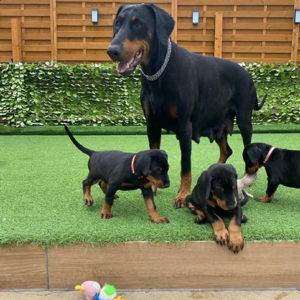 bellissimi cuccioli di doberman,