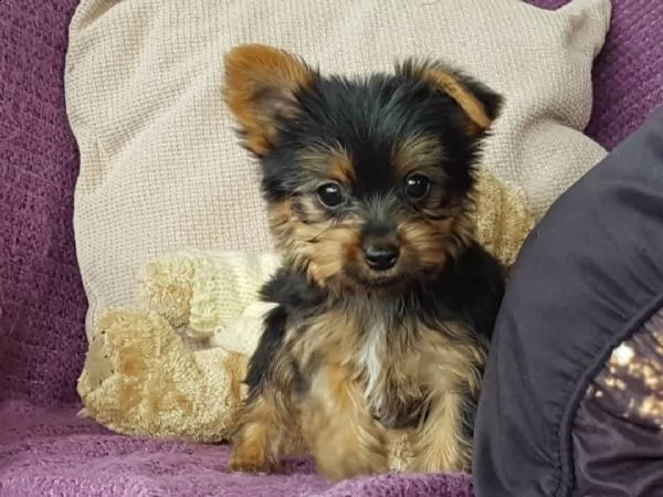 eccellenti cuccioli di yorkie | Foto 2