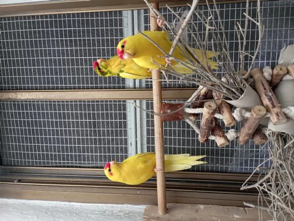 Pappagalli kakariki allevati a mano 