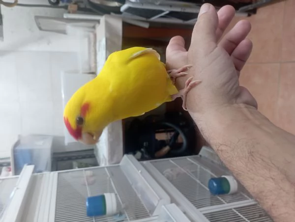 Pappagalli kakariki allevati a mano  | Foto 1