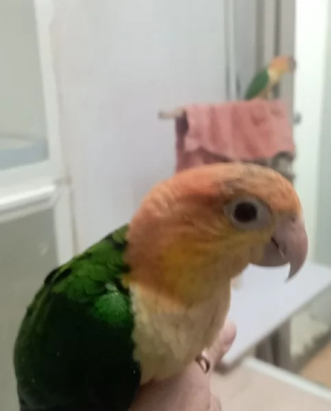 Pappagalli Caicco allevati a mano 