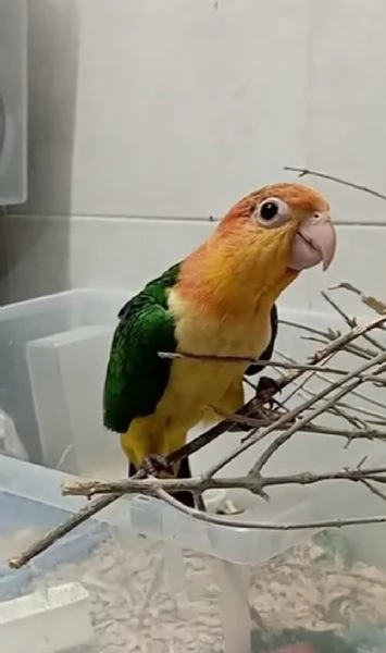 Pappagalli Caicco allevati a mano  | Foto 3