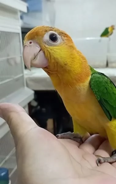 Pappagalli Caicco allevati a mano  | Foto 1