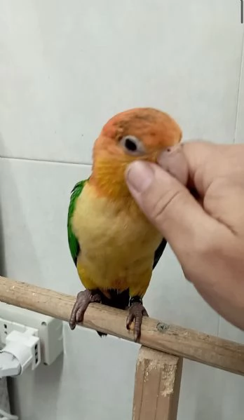 Pappagalli Caicco allevati a mano  | Foto 0