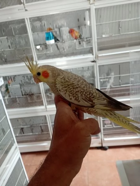 Pappagalli calopsite allevate a mano  | Foto 2