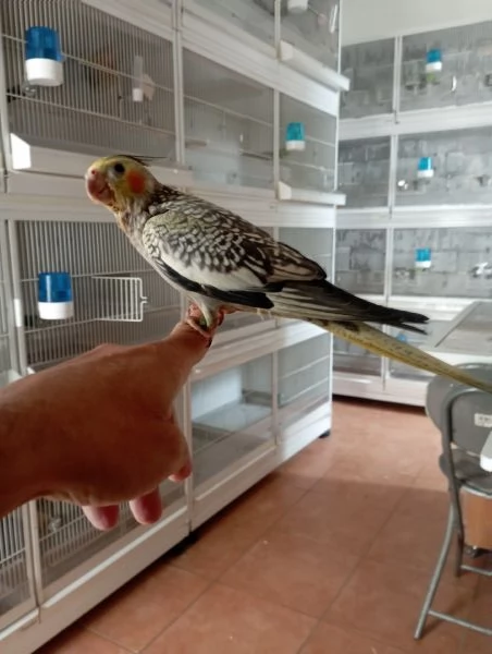 Pappagalli calopsite allevate a mano  | Foto 0