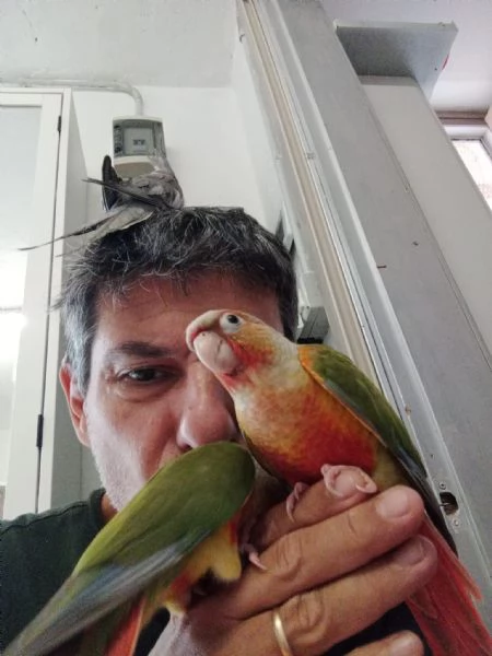 Pappagalli pyrrhura Moline pineapple allevati a mano 