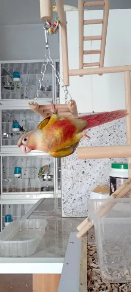 Pappagalli pyrrhura Moline pineapple allevati a mano  | Foto 2
