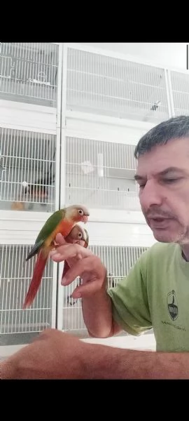 Pappagalli pyrrhura Moline pineapple allevati a mano  | Foto 0