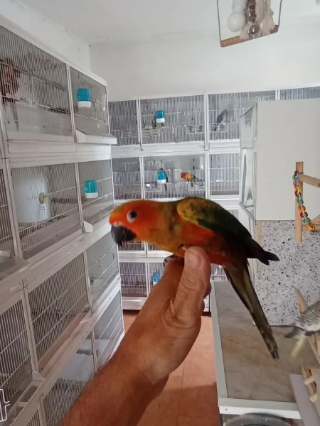 Pappagalli conuro del sole allevati a mano