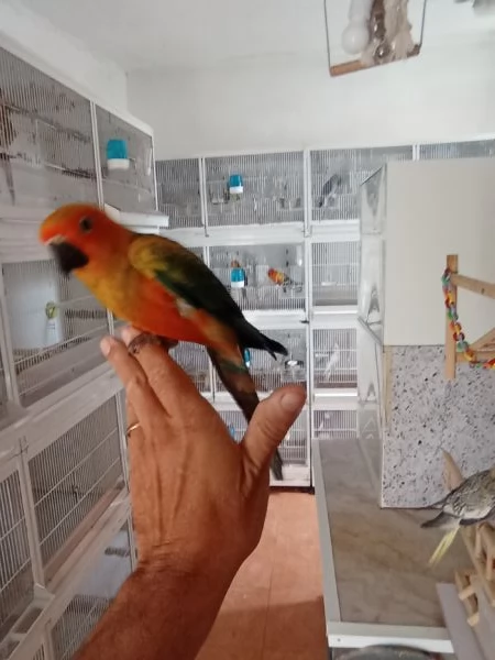 Pappagalli conuro del sole allevati a mano | Foto 1