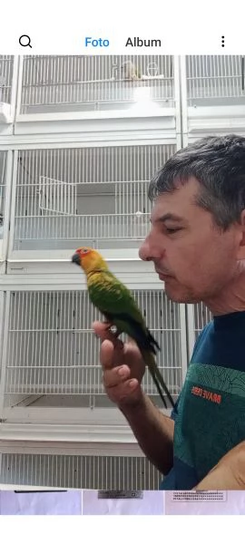 Pappagalli conuro del sole allevati a mano | Foto 0