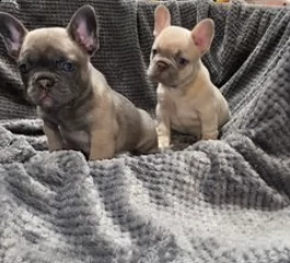 cuccioli di bulldog francese