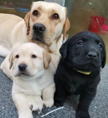regalo adorabili cuccioli di la labrador chicolato