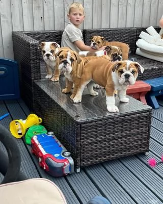 cucciolo di bulldog inglese