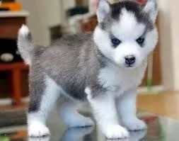 bellissimi cuccioli di siberian husky.