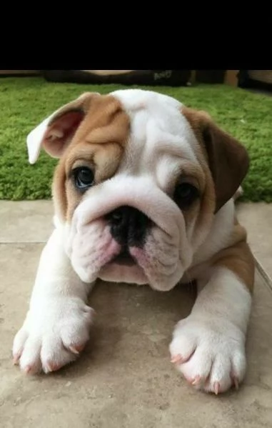 bulldog inglese | Foto 0