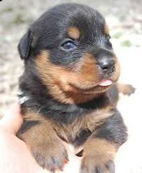 rottweiler | Foto 0