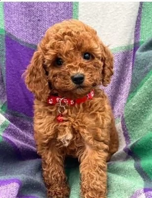 cuccioli di barboncino toy di 90 giorni di vita | Foto 0