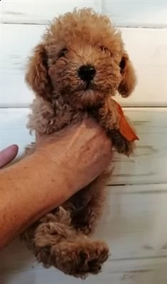 bellissimi cuccioli di barboncino nano 