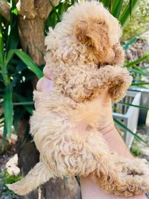 bellissimo cucciolo di barboncino mini toy