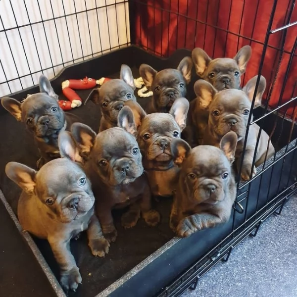 cuccioli di bulldog francese