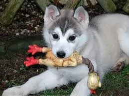 bellissimi cuccioli di siberian husky. | Foto 0