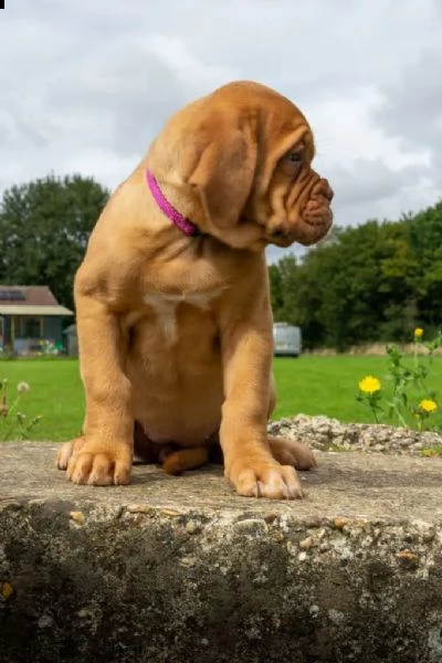regalo bellissimi maschi e femmine dogue de bordeaux cuccioli 