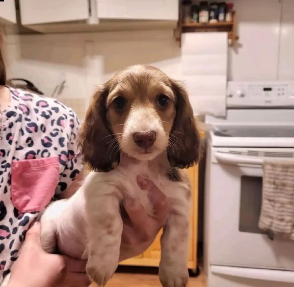 bellissimi cuccioli di bassotto in adozione
