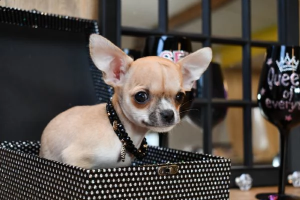 cuccioli di chihuahua per re-homing | Foto 0
