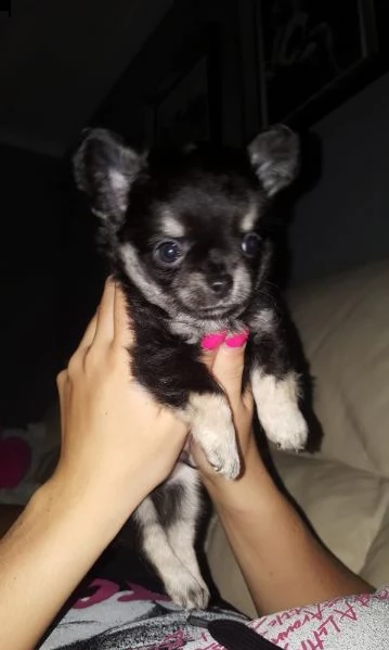 cuccioli di chihuahua per re-homing
